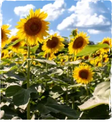 sunflowers